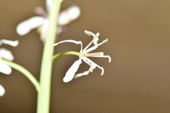 Romanschulzia arabiformis