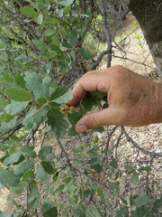 Burnettweldia corallina