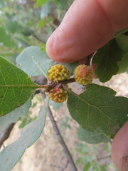 Burnettweldia corallina