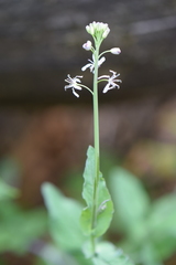 Romanschulzia arabiformis