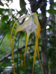 Brassavola cucullata