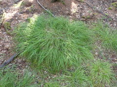 Carex pediformis macroura