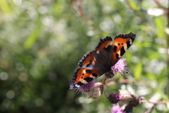 Aglais urticae