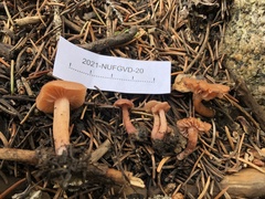 Laccaria laccata pallidifolia
