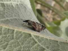Anatralata versicolor