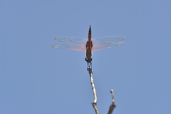 Tramea transmarina