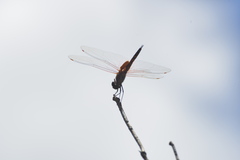 Tramea transmarina