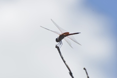 Tramea transmarina