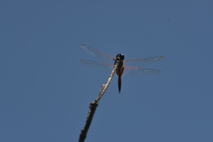 Tramea transmarina