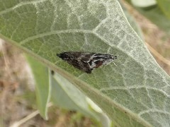Anatralata versicolor