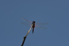 Tramea transmarina