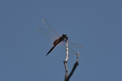 Tramea transmarina
