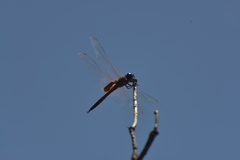 Tramea transmarina