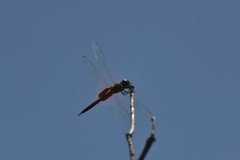 Tramea transmarina