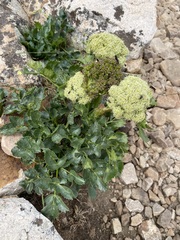 Angelica roseana