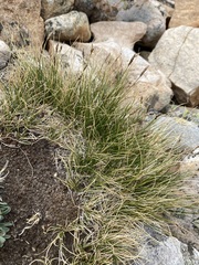 Carex myosuroides