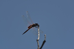 Tramea transmarina