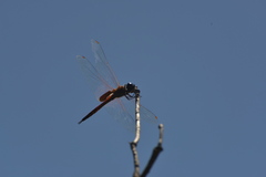 Tramea transmarina