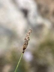 Carex myosuroides