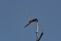 Tramea transmarina