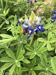 Apis mellifera