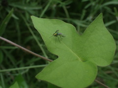 Sciapodinae