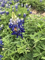 Apis mellifera