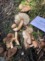 Inocybe nitidiuscula