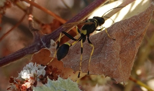 photo of Yellow-legged Mud-dauber Wasp (Sceliphron caementarium)