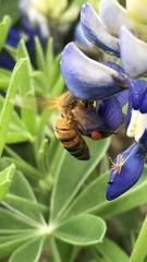 Apis mellifera