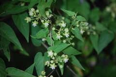 Cynanchum ethiopicum