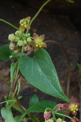 Pentarrhinum insipidum