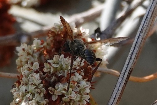 photo of Bees And Apoid Wasps (Apoidea)
