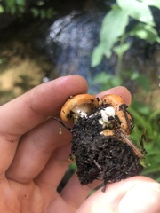 Lactarius olympianus