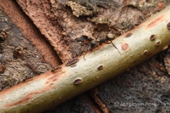 Crematogaster levior