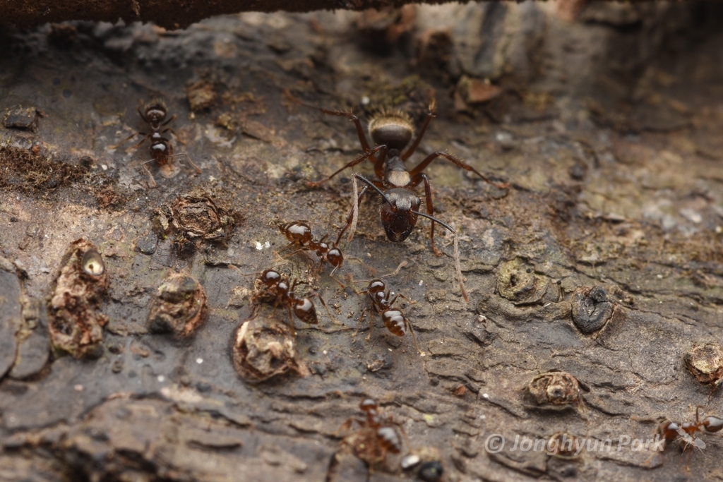 Crematogaster levior