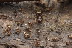 Crematogaster levior