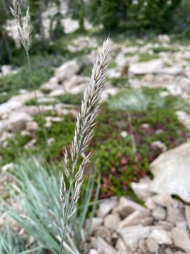 Image of Calamagrostis purpurascens by (c) Matt Berger, some rights reserved (CC BY)