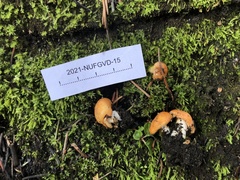 Lactarius olympianus