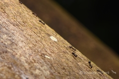 Crematogaster levior