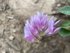 Trifolium parryi