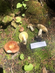 Russula zelleri