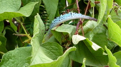 Anolis bimaculatus