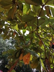 Terminalia kaernbachii