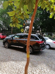 Terminalia kaernbachii