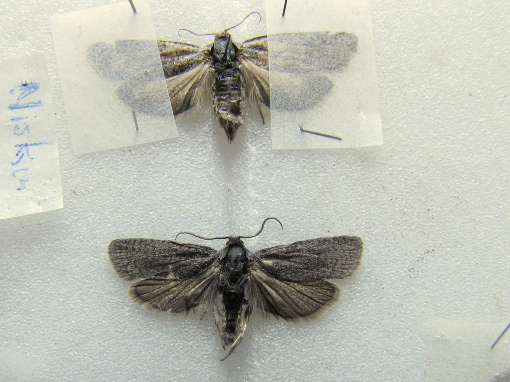 Eucosma landana