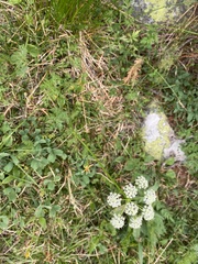 Ligusticum tenuifolium
