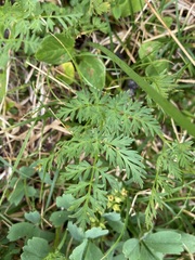 Ligusticum tenuifolium