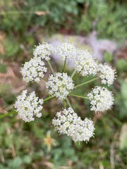 Ligusticum tenuifolium