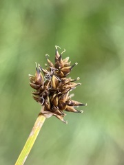 Carex illota